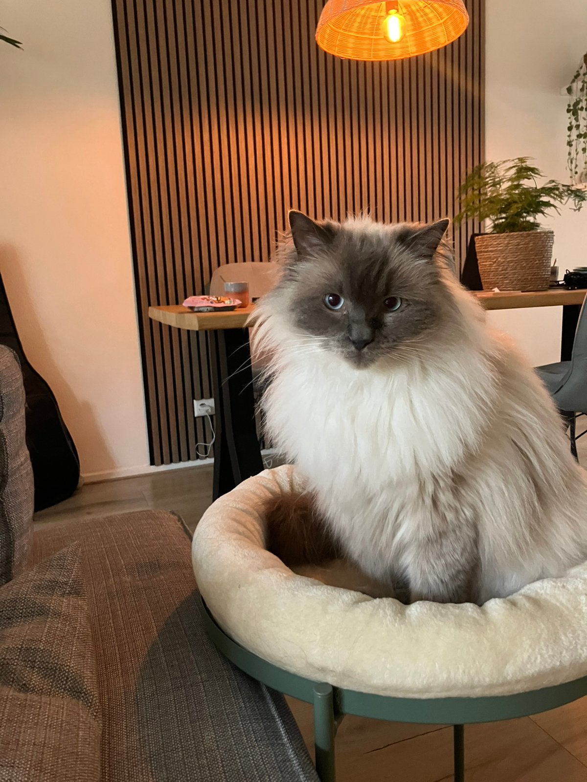 Ragdoll Pluis (zorgkat) zoekt nieuw huisje!, Dieren en Toebehoren, Kater, Gechipt, 3 tot 5 jaar