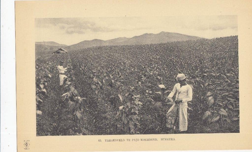 Originele fotogravure 1910 - Tabaksveld Sumatra, Antiek en Kunst, Overige typen, Ophalen of Verzenden, Papier/karton, 18 cm