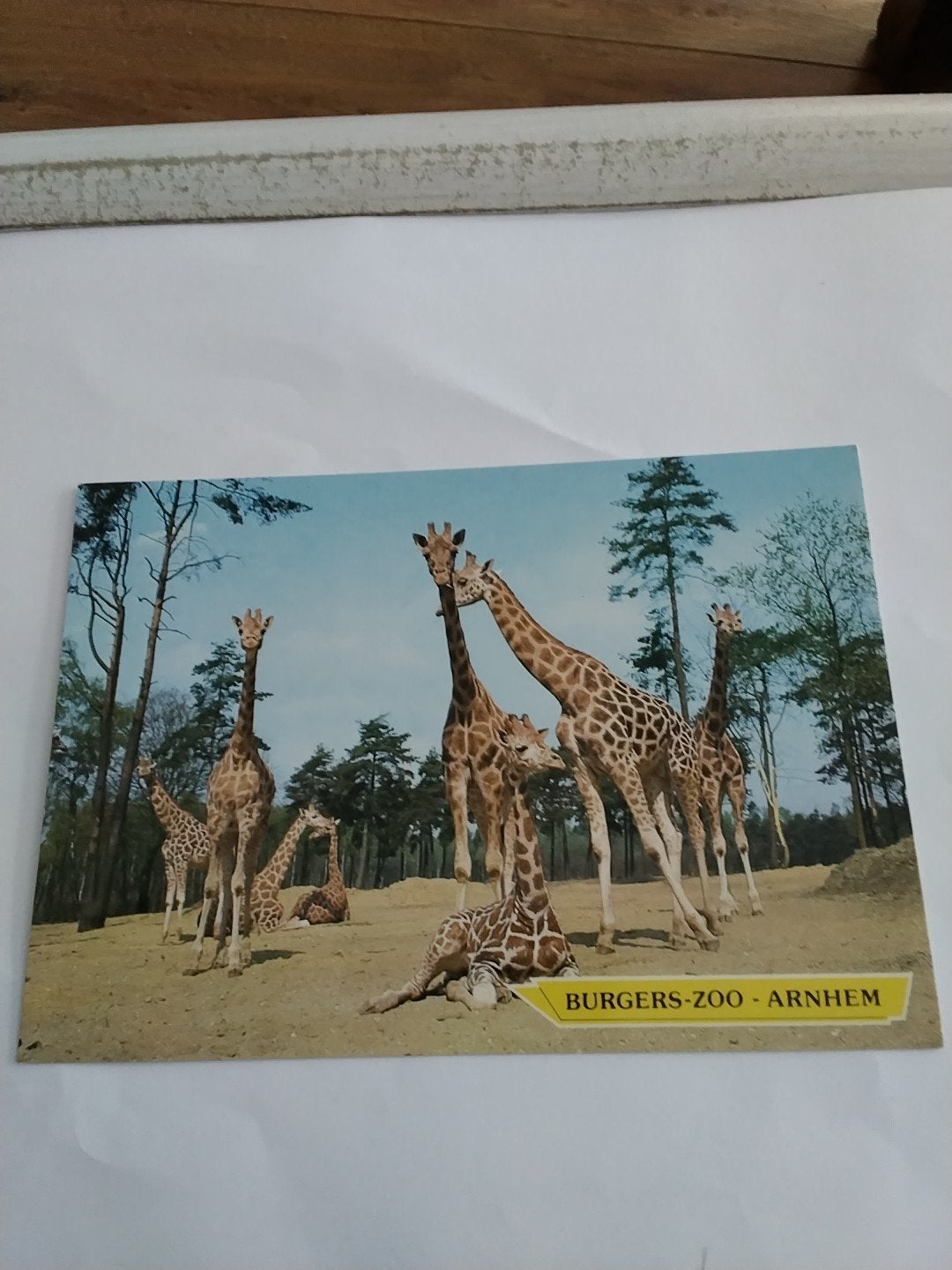 Vintage Ansichtkaart Burgers Zoo Arnhem - Giraffen, Ophalen of Verzenden