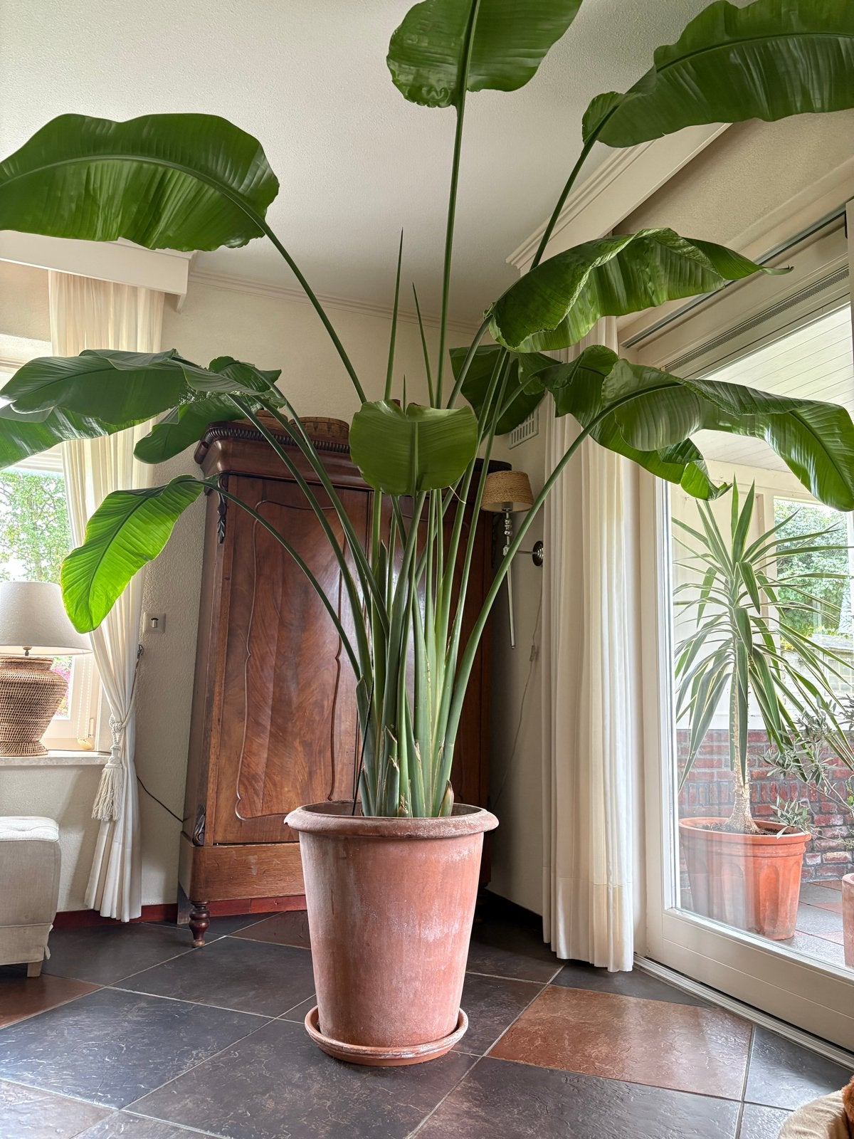 3 Strelitzia planten in grote terracotta pot, Ophalen, 200 cm of meer, Overige soorten, Halfschaduw