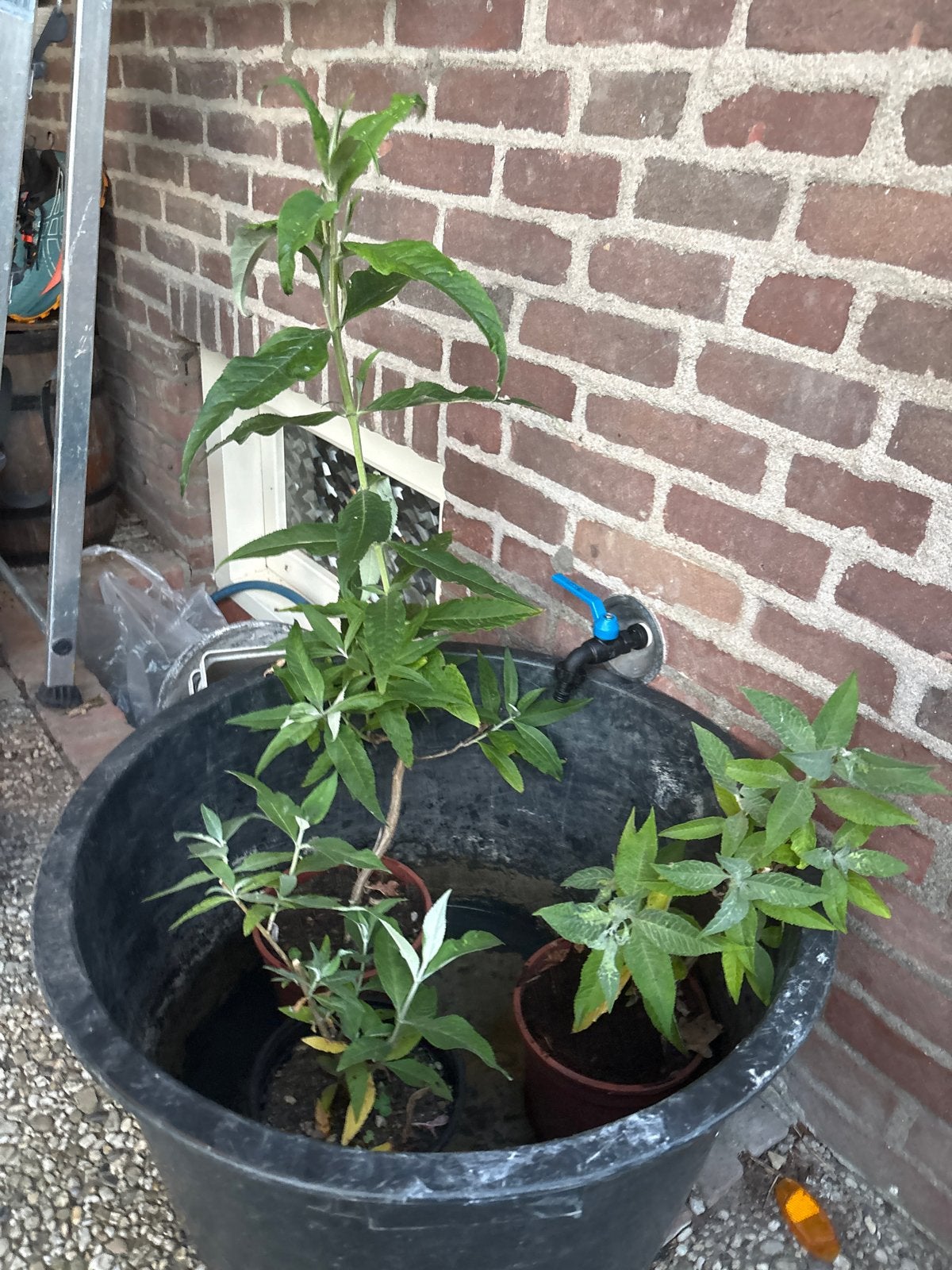 Vlinderstruik - Buddleja davidii, Volle zon, Vaste plant, Zomer, Ophalen
