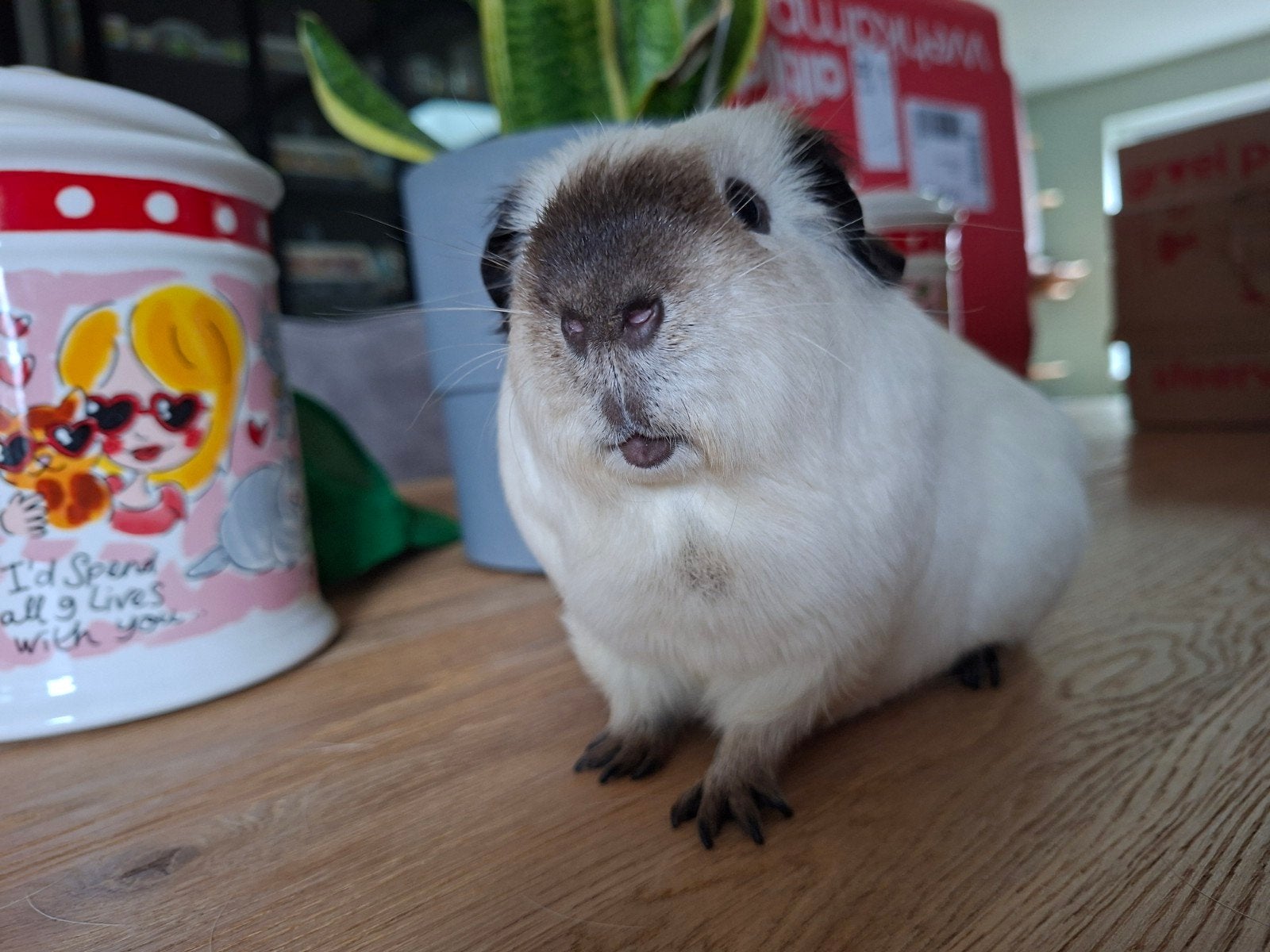 Cavia, Gladhaar wit californian zwart., Mannelijk, Tam, Maart, Cavia