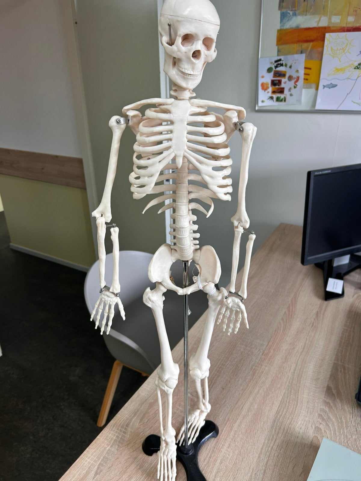 Anatomisch skelet, Verzamelen, Beelden en Beeldjes, Ophalen, Gebruikt