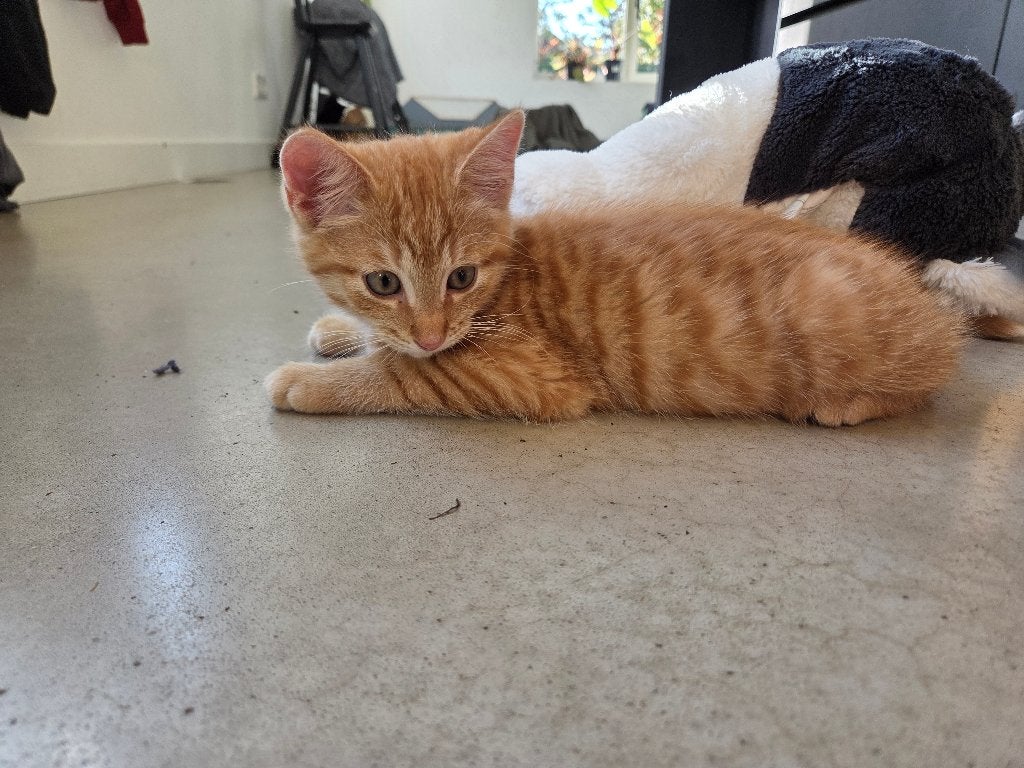 Super lieve Poesjes/kittens te koop, Poes, Kortharig, 0 tot 2 jaar