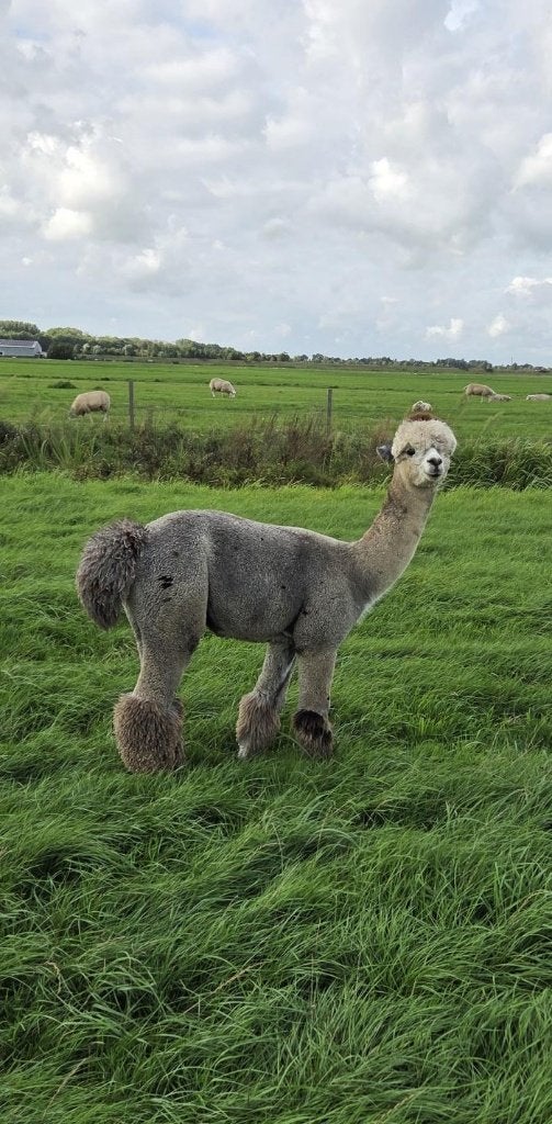 Grijs bonte alpaca hengst, Juni, Mannelijk