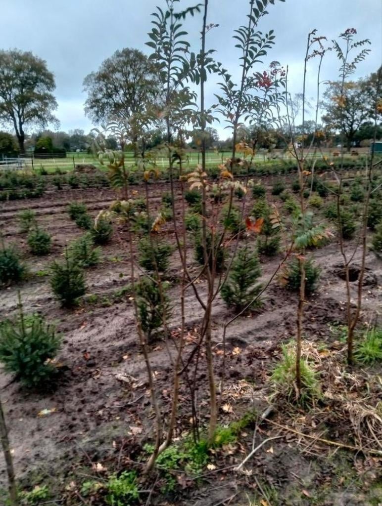lijsterbes ( Sorbus aucuparia), Overige soorten, Lente, 100 tot 250 cm, Ophalen