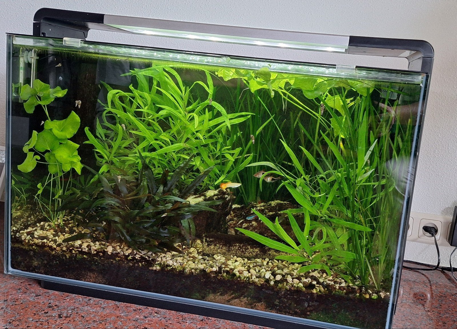 Biologisch gezond aquarium, Ophalen, Gebruikt, Gevuld zoetwateraquarium, Superfish