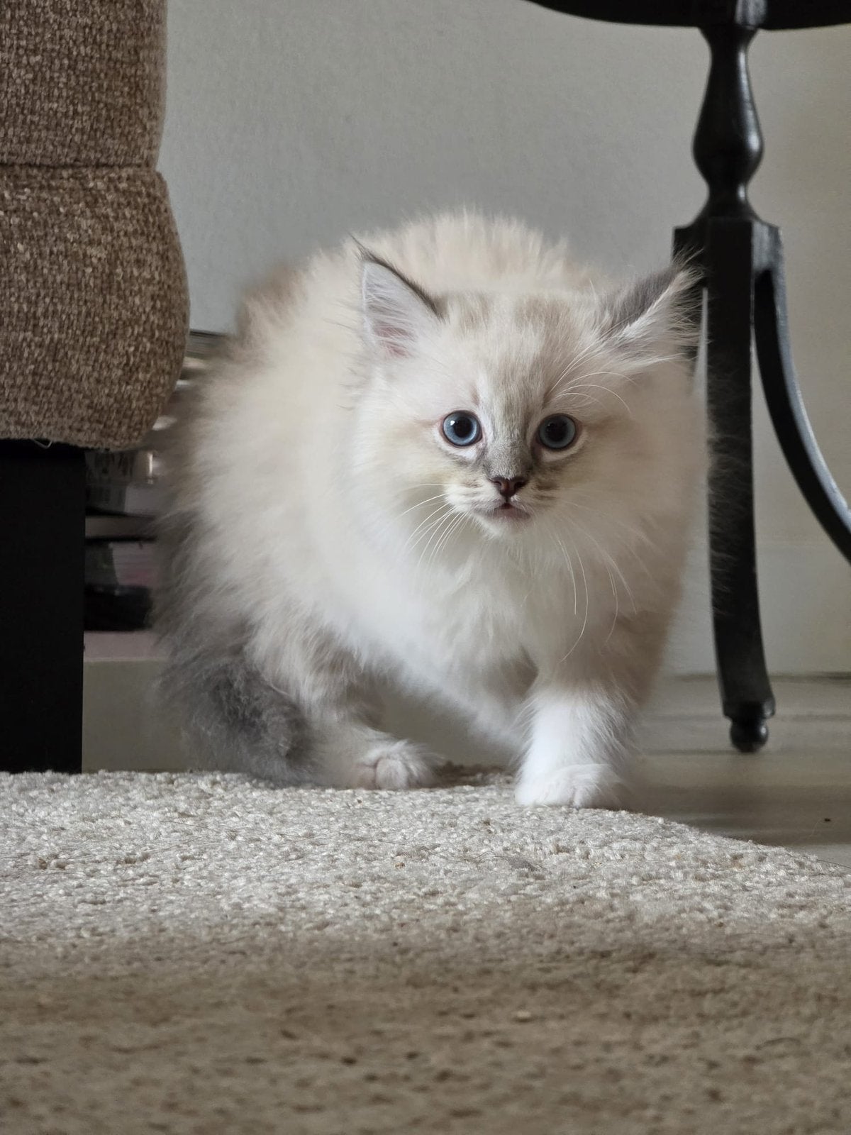 Raszuivere Ragdoll Kittens, Dieren en Toebehoren, Meerdere dieren, Langharig, 0 tot 2 jaar
