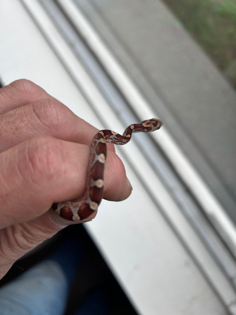 Rattenslangen zomer 2026 Rat Snake photo 3