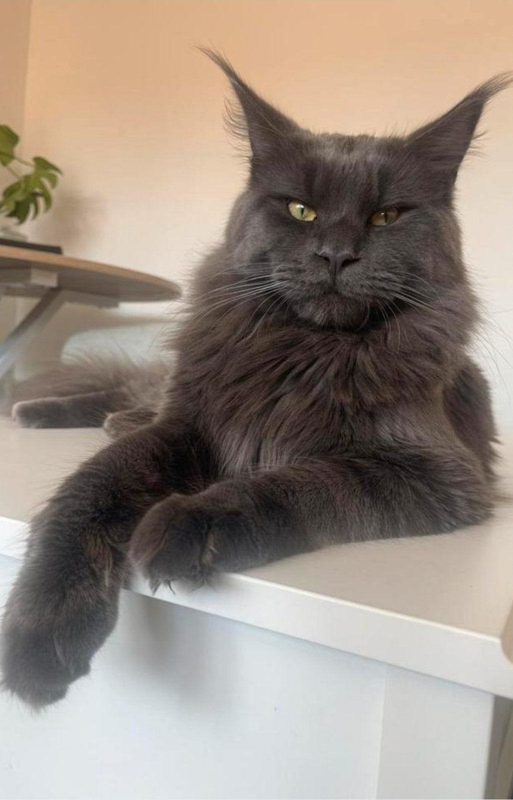 Maine Coon Blacksmoke x Cyprus kittens te koop, Dieren en Toebehoren, Katten en Kittens | Raskatten | Langhaar, Meerdere dieren