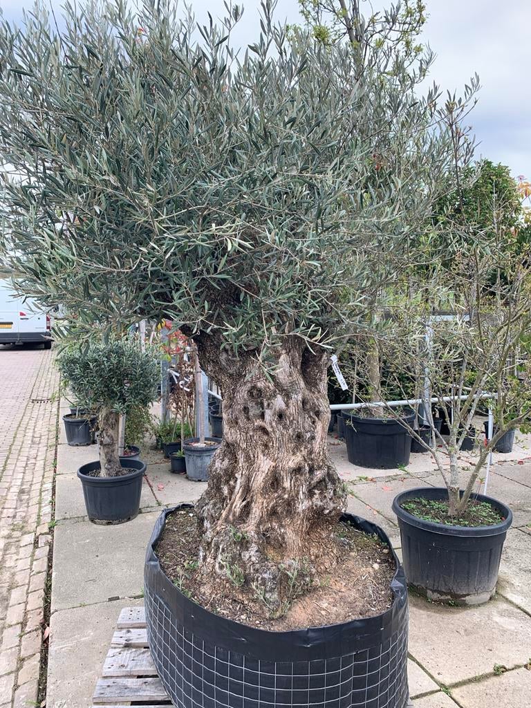 Grote olijfboom grillige stam 150jr oud, Tuin en Terras, 100 tot 250 cm, Olijfboom, Zomer, Ophalen