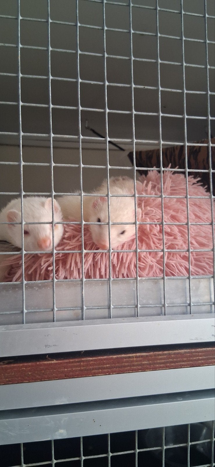 albino fretten vrouwtjes, Dieren en Toebehoren, Januari, Vrouwelijk