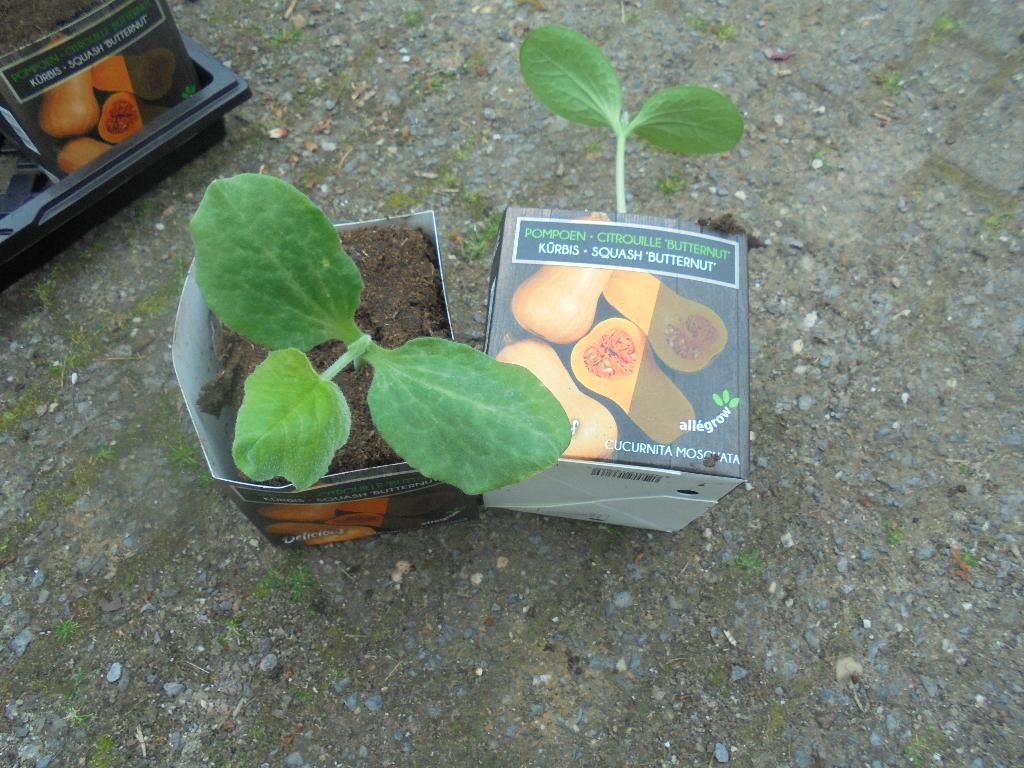 fles pompoen plantjes, Volle zon, Groenteplanten, Eenjarig, Ophalen of Verzenden