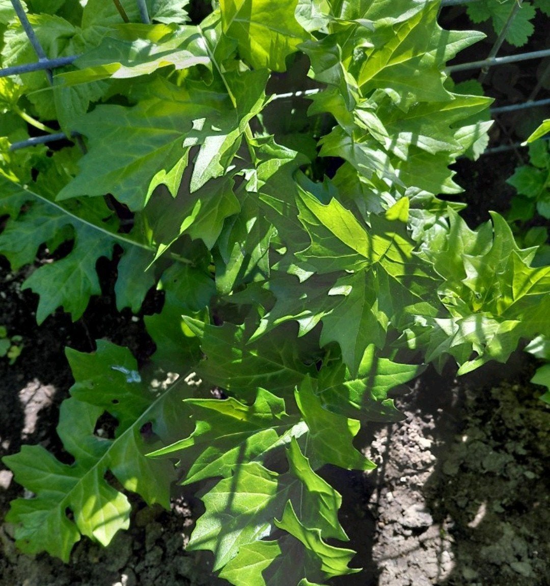 paar Acanthus Mollis - Jonge planten ter overname, Vaste plant, Halfschaduw, Zomer, Ophalen