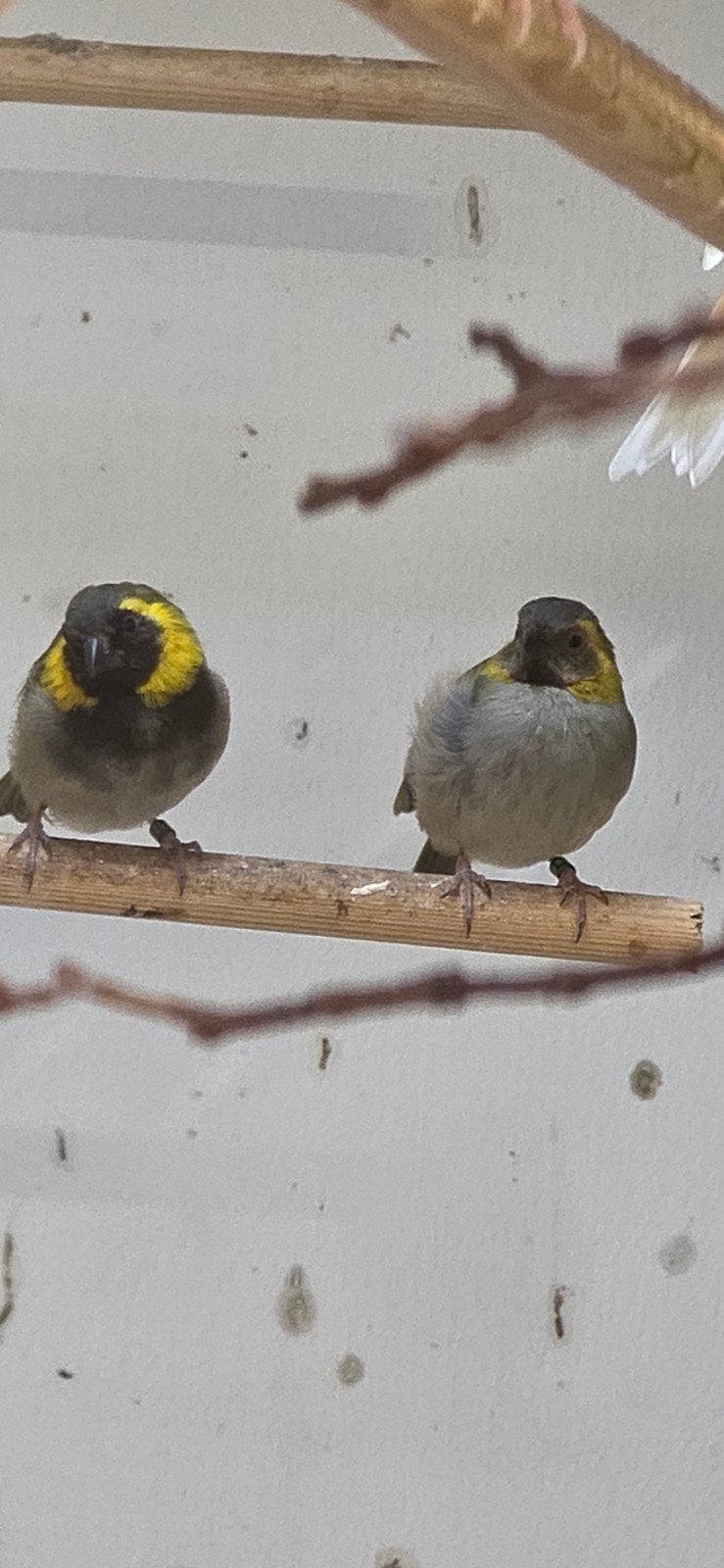 Ruilen : 1-1 kleine cubavink 26, Dieren en Toebehoren, Vogels | Overige Vogels, Meerdere dieren, Geringd