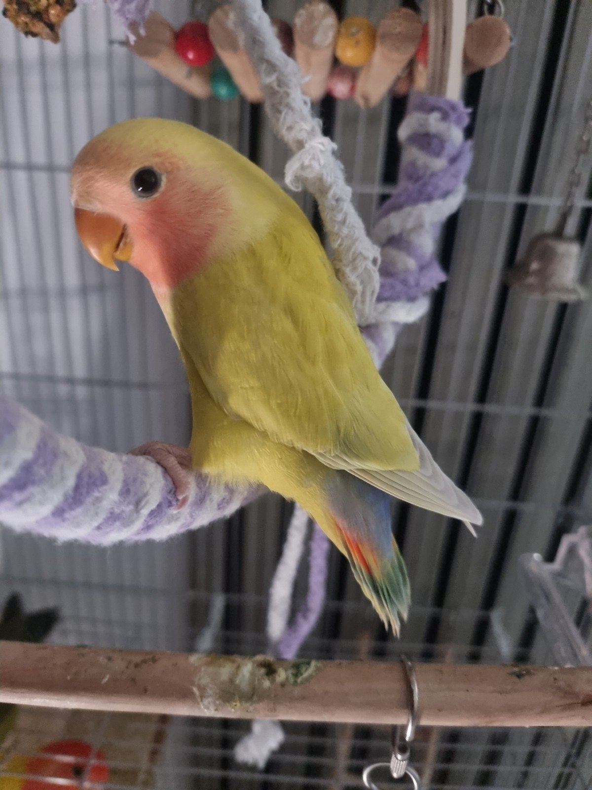 NOG 1 Maal baby agapornis te koop, Dieren en Toebehoren, Geslacht onbekend, Dwergpapegaai of Agapornis