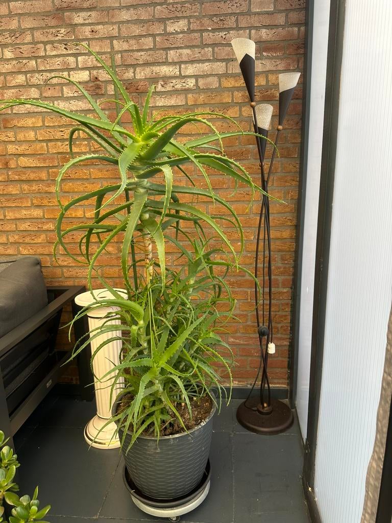 Aloe Vera, Ophalen, Overige soorten, Volle zon