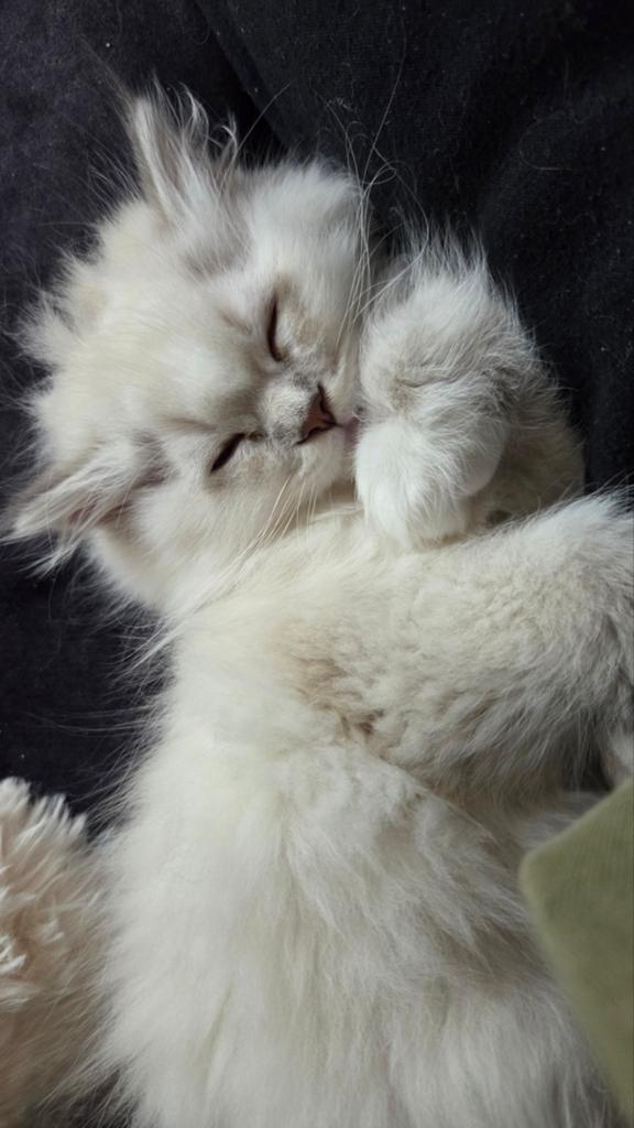 Ragdoll x Britseanghaar kittens - laatste witte kater -, Dieren en Toebehoren, Katten en Kittens | Raskatten | Langhaar, Meerdere dieren