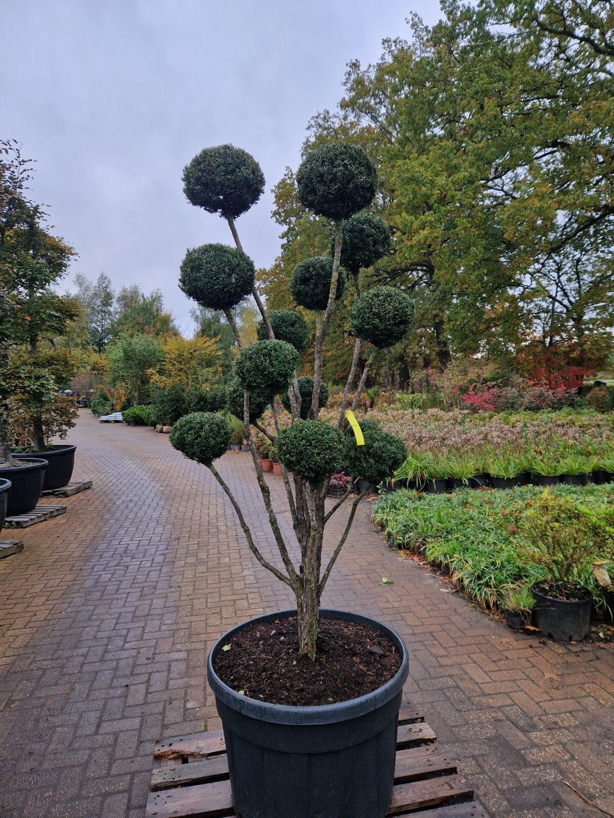 Taxus Baccata Bonsai - Diverse Vormen Beschikbaar, Vaste plant, Bloeit niet, Halfschaduw, Ophalen