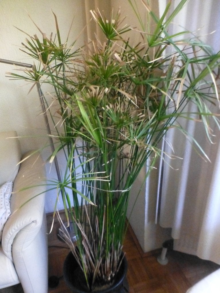 mooie grote papyrussen voor 10 euro per st, Ophalen, 100 tot 150 cm, Overige soorten, Halfschaduw