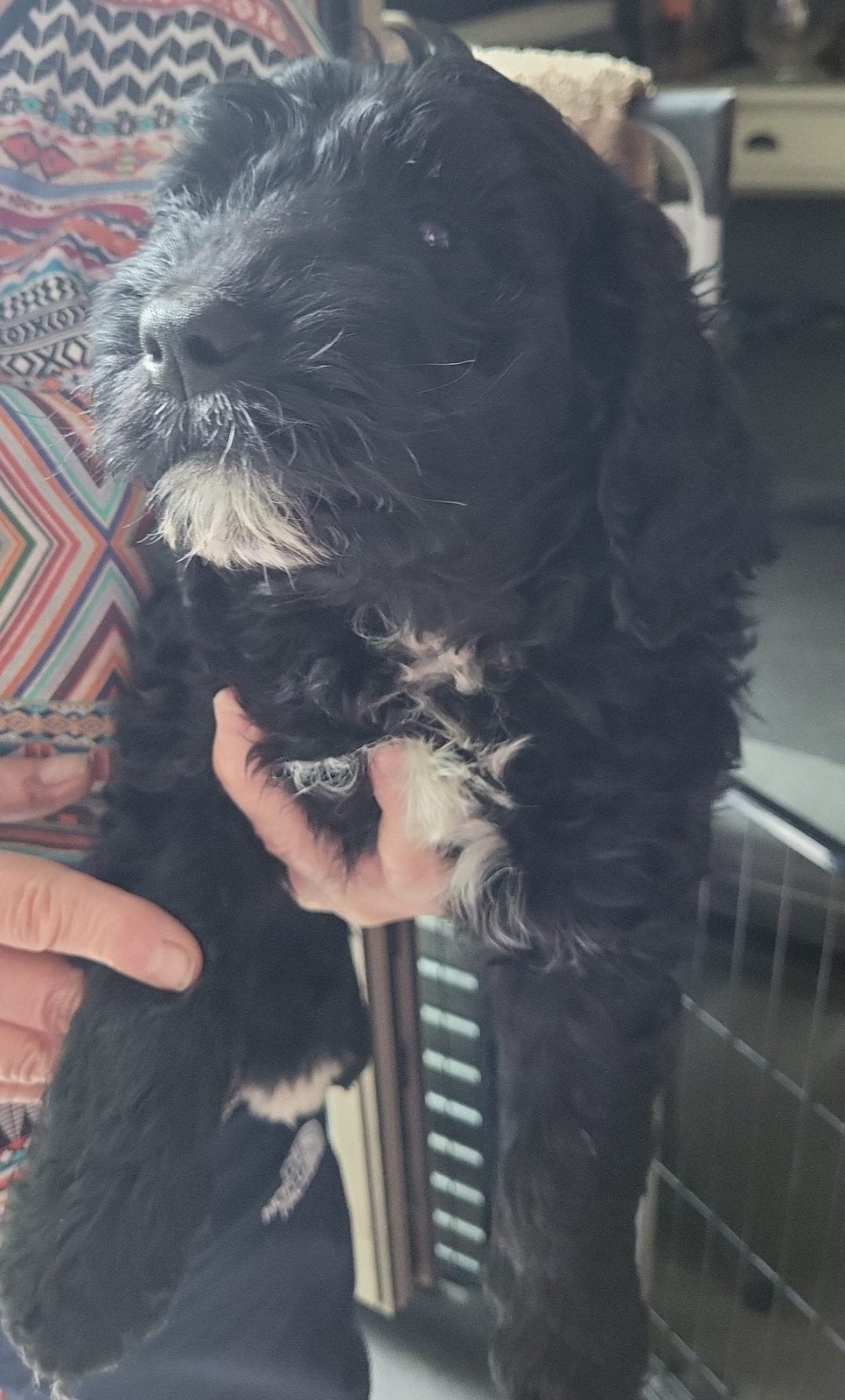 Bernedoodle, België, Fokker | Hobbymatig, Reu, CDV (hondenziekte)