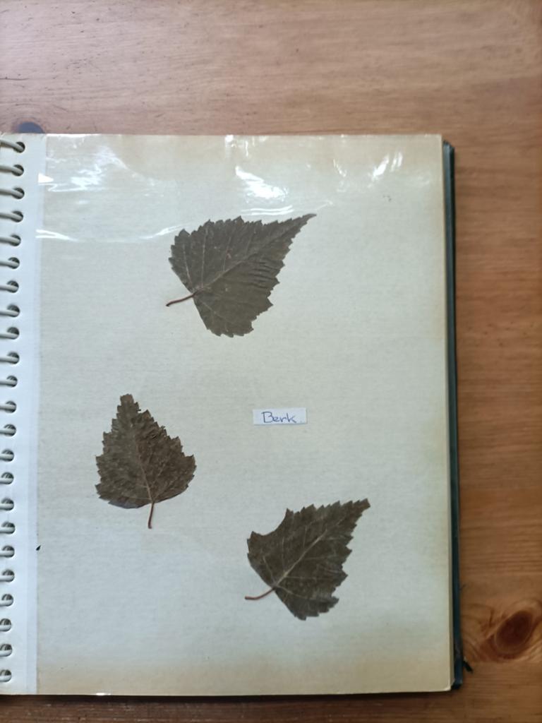 Vintage Herbarium: Gedroogde Bladeren Collectie, Ophalen of Verzenden, Gelezen, Bloemen, Planten en Bomen