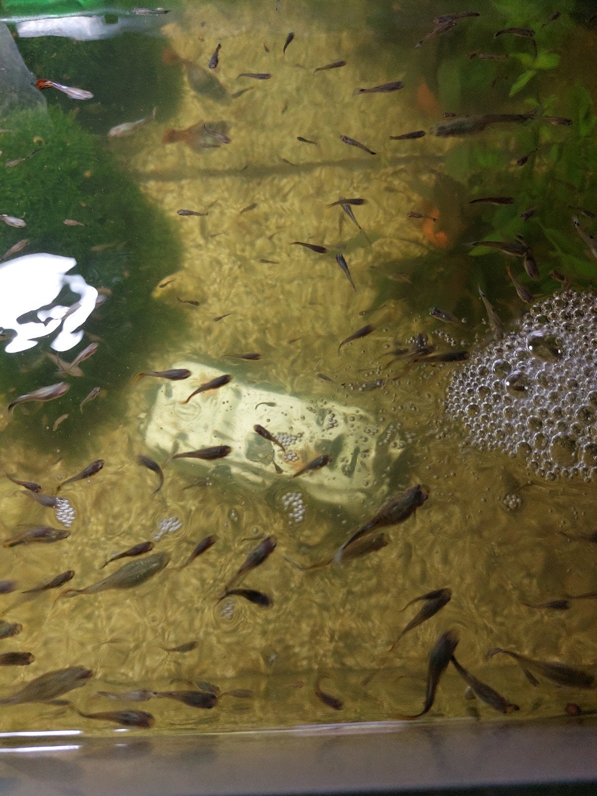 Gratis guppen!, Dieren en Toebehoren, Vis
