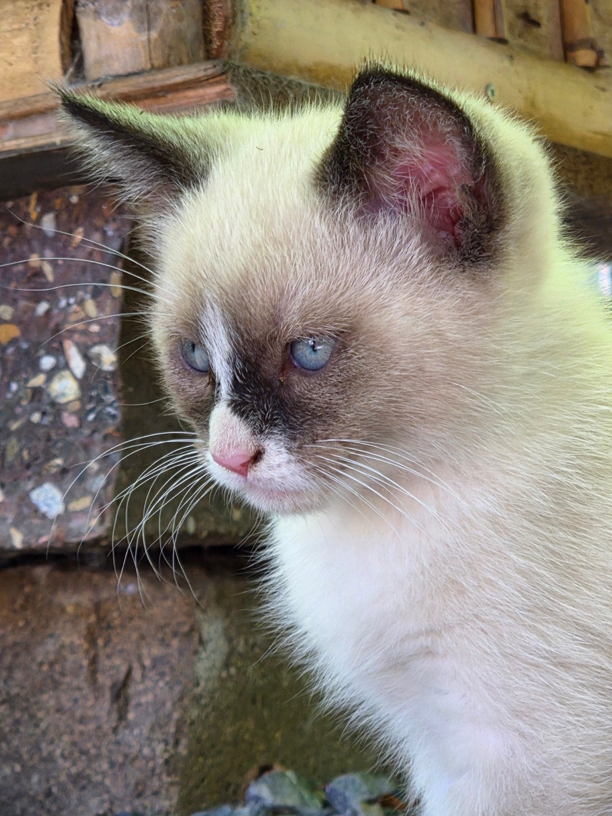 ♡ nog 2 ragdoll maine coon x  kittens  ♡, Dieren en Toebehoren, Meerdere dieren, Ontwormd, 0 tot 2 jaar