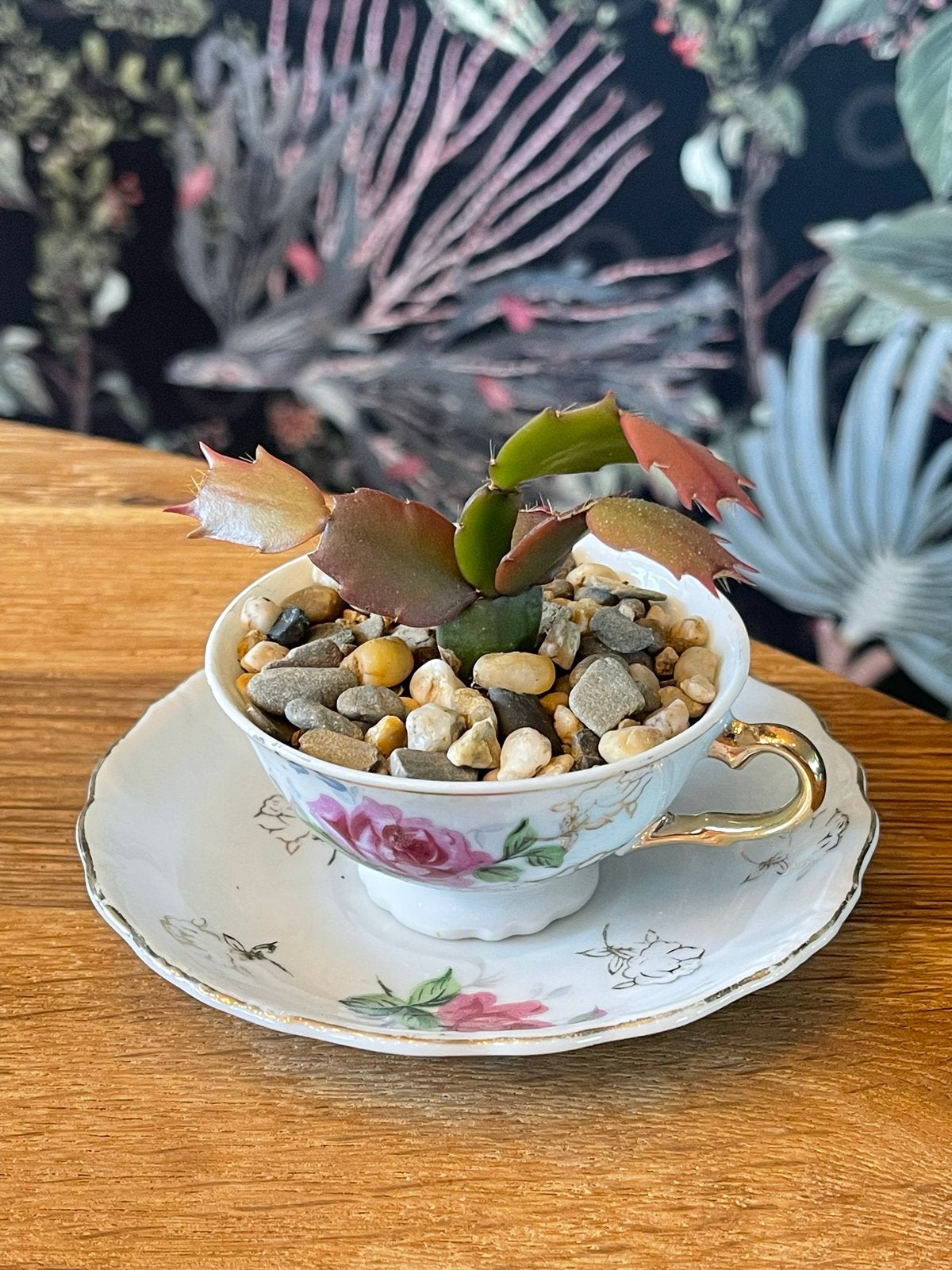 Kerstcactus in vintage theekopje met schotel, Ophalen, Halfschaduw, Minder dan 100 cm