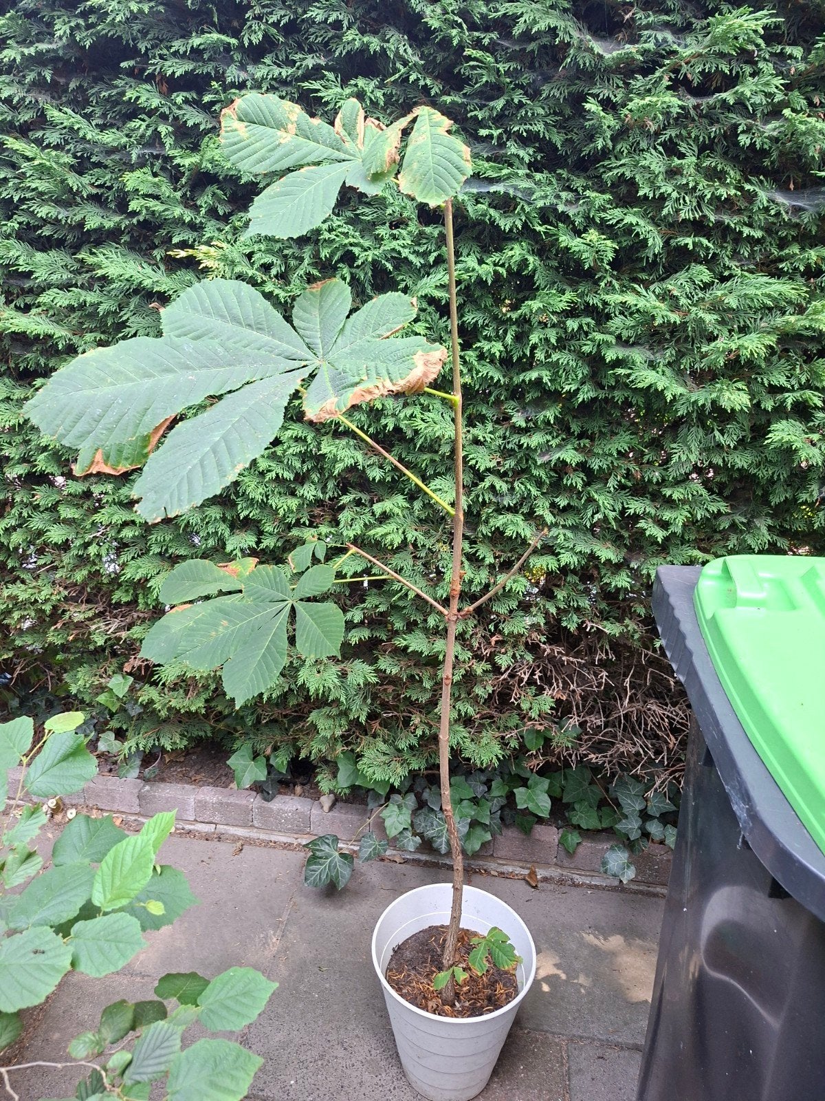 Kastanje in pot, Overige soorten, Minder dan 100 cm, Ophalen, Volle zon