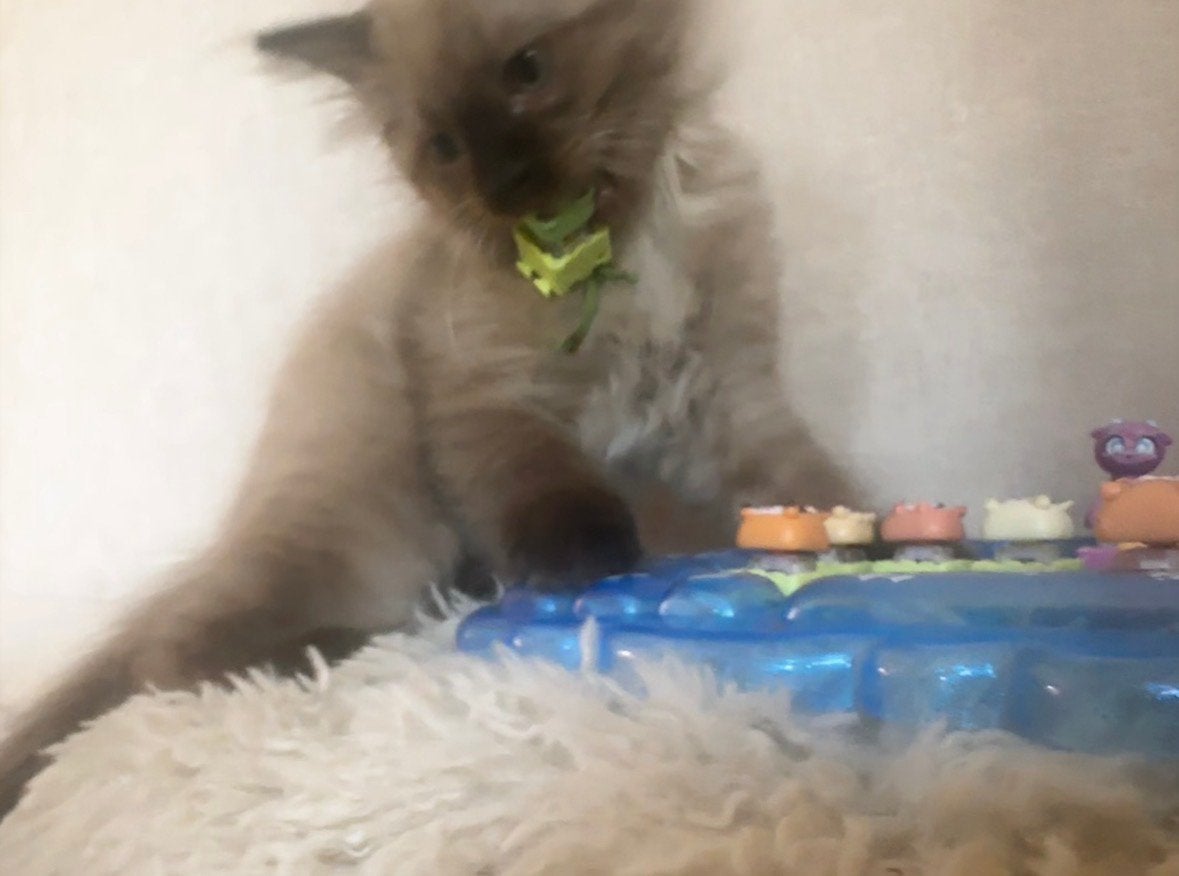 Ragdoll kittens met garantie mogen verhuizen, Meerdere dieren, Gechipt, 0 tot 2 jaar
