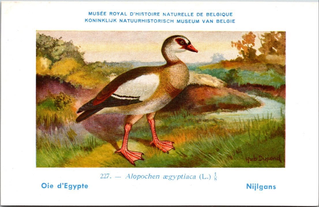 Nijlgans / Egyptian Goose – Nº 227 – (KBIN / IRSNB), Verzenden, 1940 tot 1960, Ongelopen, Vogel