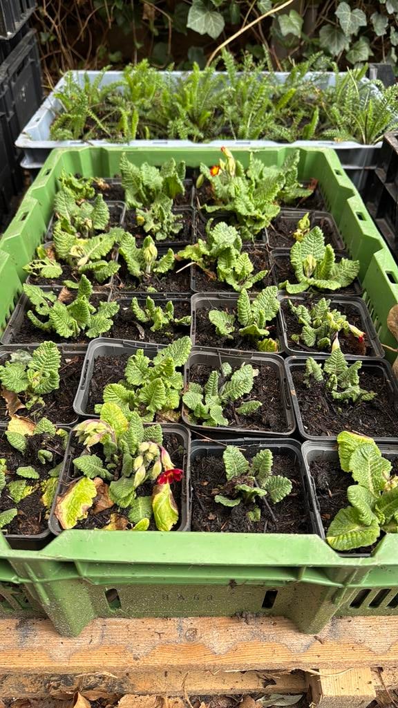 Primula veris sleutelbloem, Ophalen, Overige soorten, Volle zon