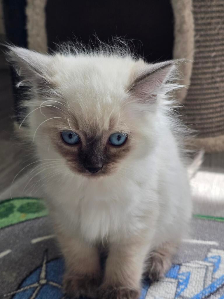 Prachtige Ragdoll poes, Poes, Ontwormd