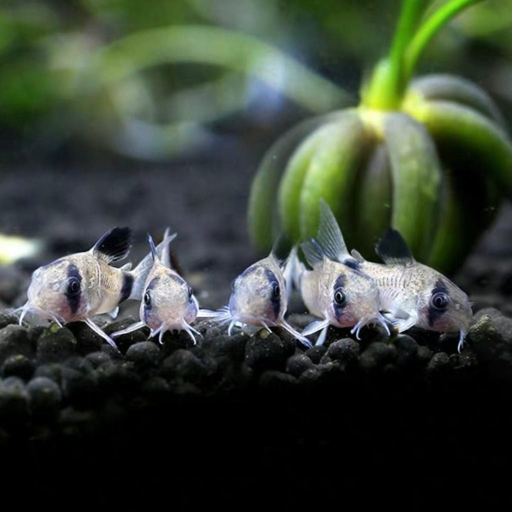 Corydoras Panda M, Vis, Zoetwatervis, Schoolvis
