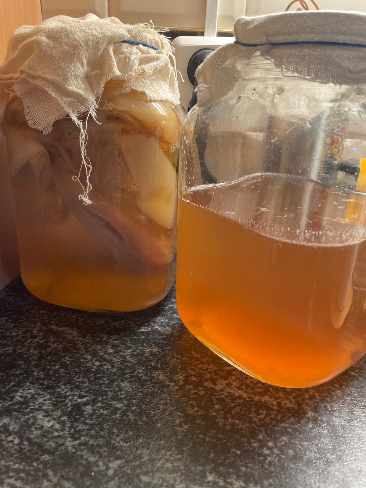 Kombucha Scoby’s + Starters Vloeistof, Ophalen, Nieuw, Poeder of Drank