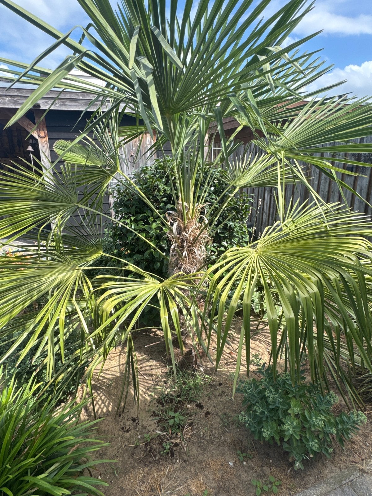 Jonge palmboom voor een tropische sfeer in uw tuin, Overige soorten, Volle zon, Vaste plant, Ophalen of Verzenden