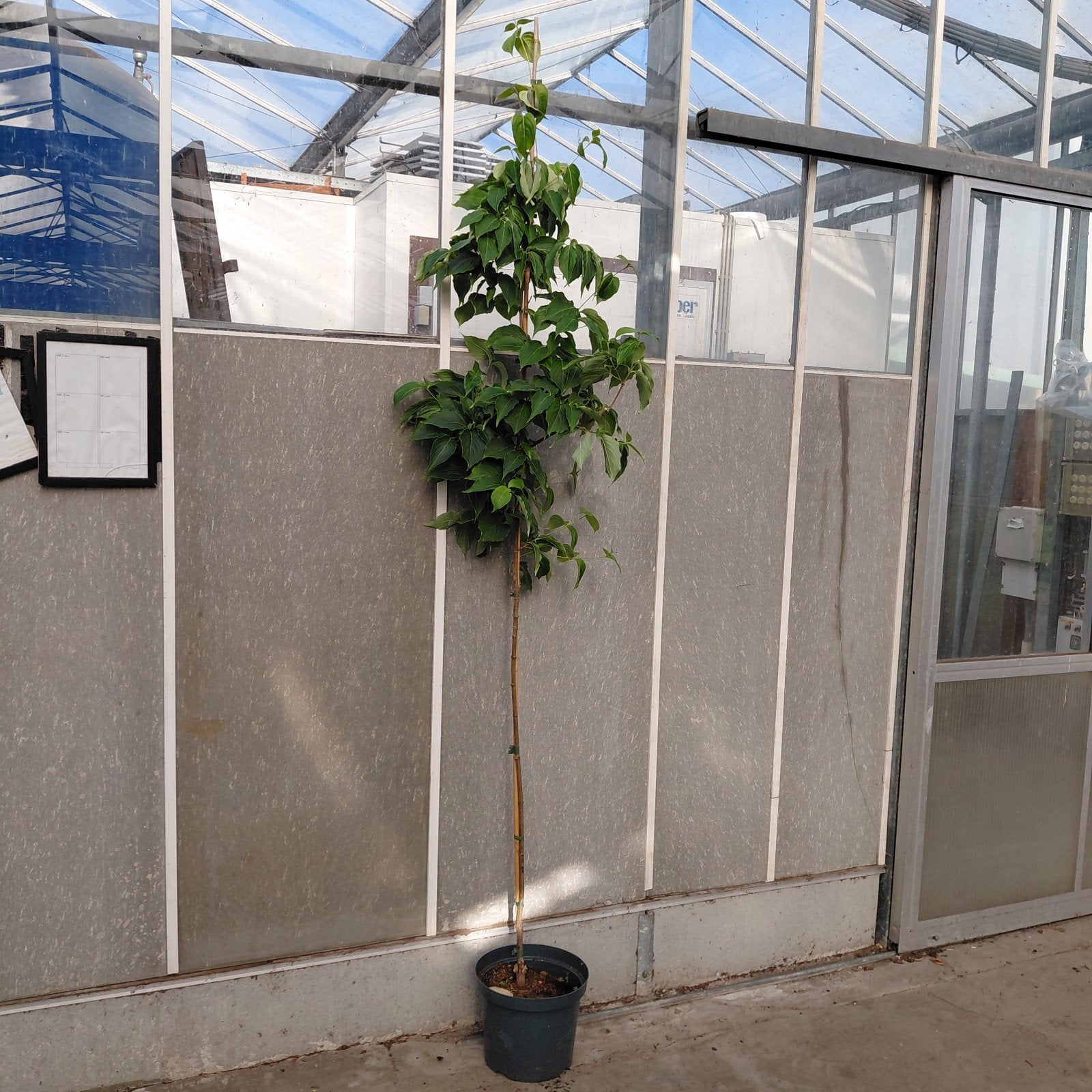 Cornus kousa chinensis - Grootbloemige kornoelje (200 cm), Ophalen, Lente, Overige soorten, Volle zon