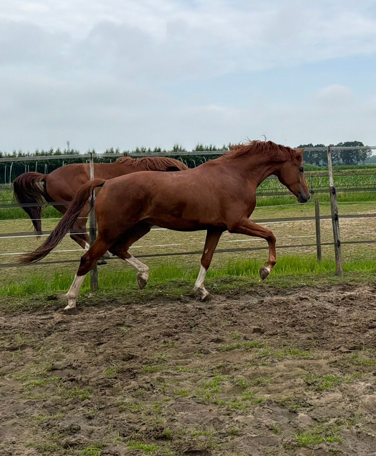 Fijne 3 jarige blue hors Santiano ruin, Ruin, Dressuurpaard, 3 tot 6 jaar