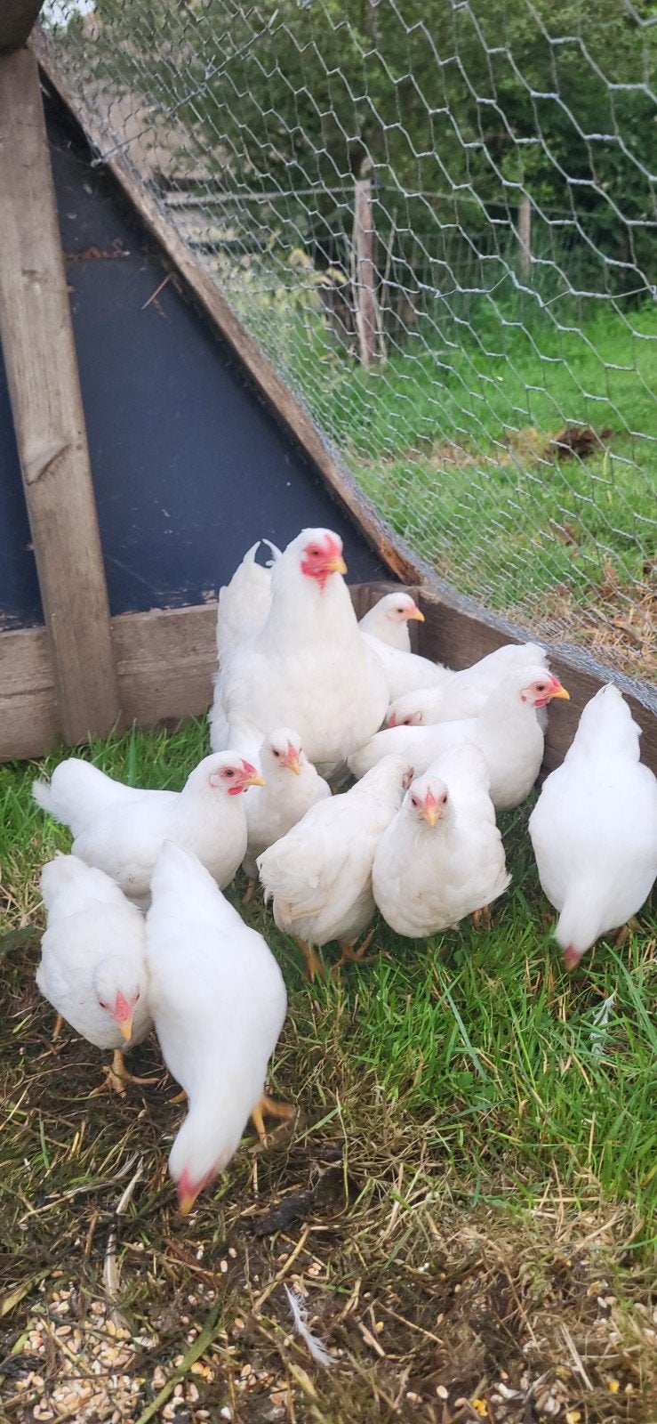 witte wyandotte kriel haantjes., Meerdere dieren, Kip