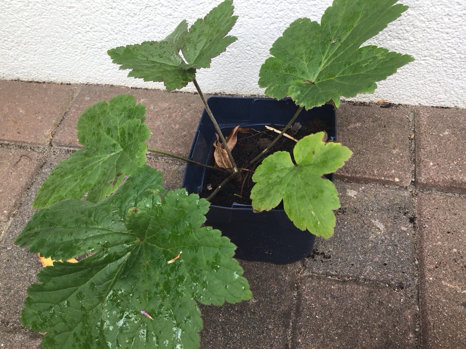 Biologische Roze Herfstanemoon - Vaste plant, Ophalen, Herfst, Vaste plant