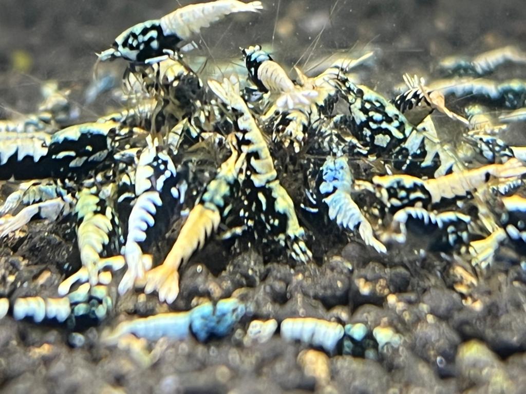BOA metallic blue orange white Caridina garnalen actie, Kreeft, Krab of Garnaal, Zoetwatervis, Schoolvis