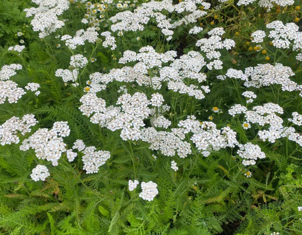 Duizendblad (Achillea millefolium) - Jonge plant, Ophalen, Volle zon, Vaste plant, Kruiden