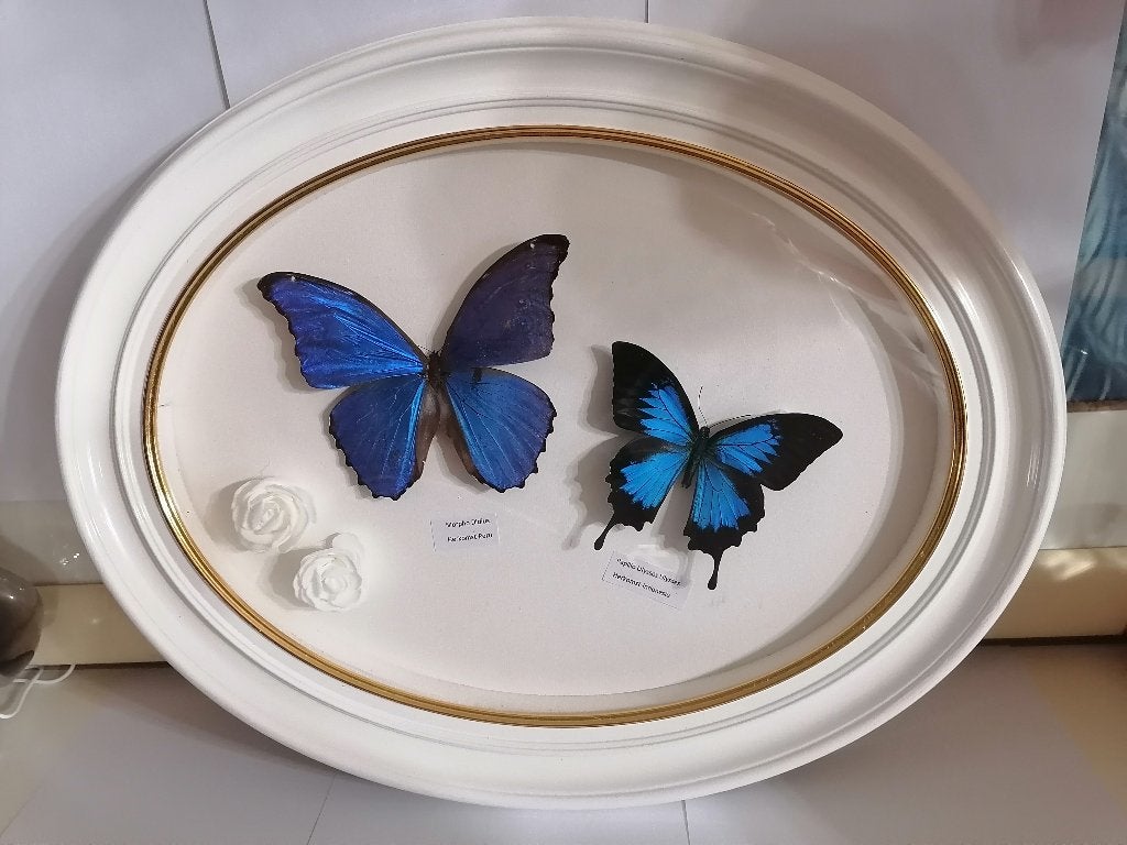 Taxidermy, Verzamelen, Dierenverzamelingen, Verzenden, Nieuw, Insect, Opgezet dier