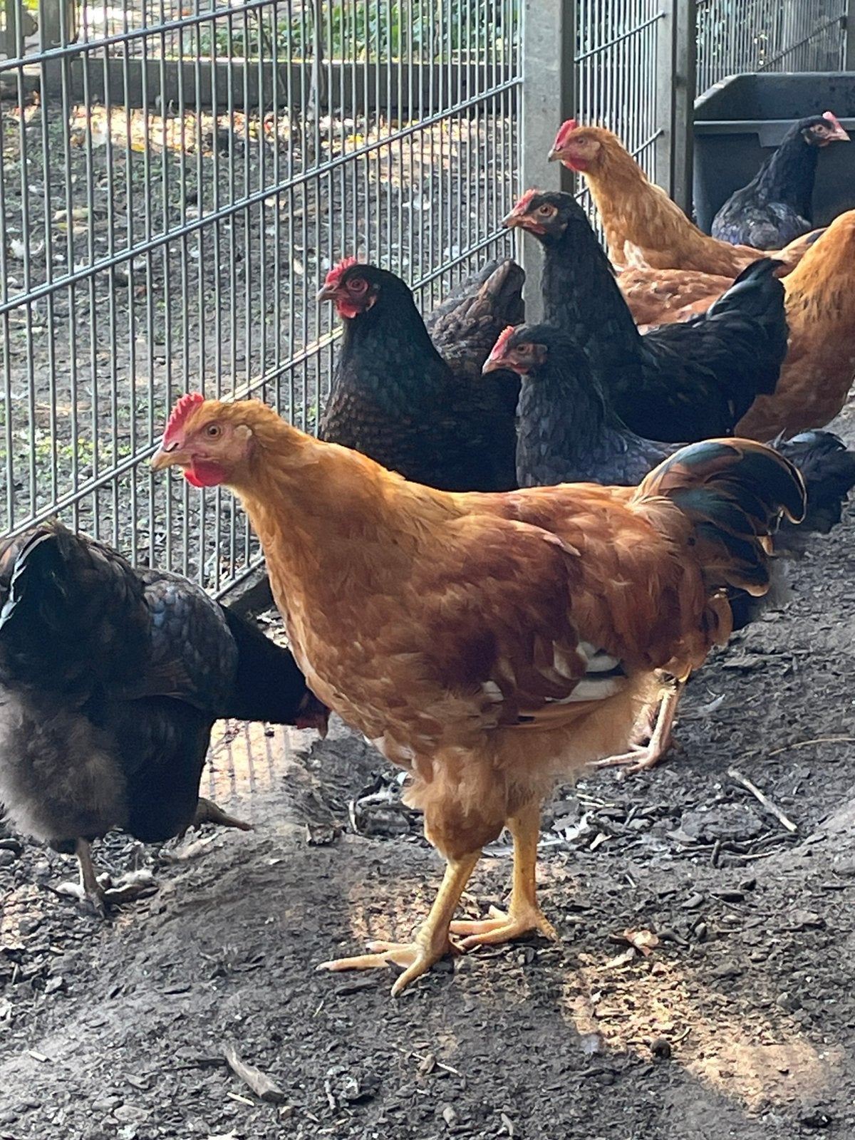 Hanen newhampshire en barnevelders groot, Dieren en Toebehoren, Mannelijk, Kip