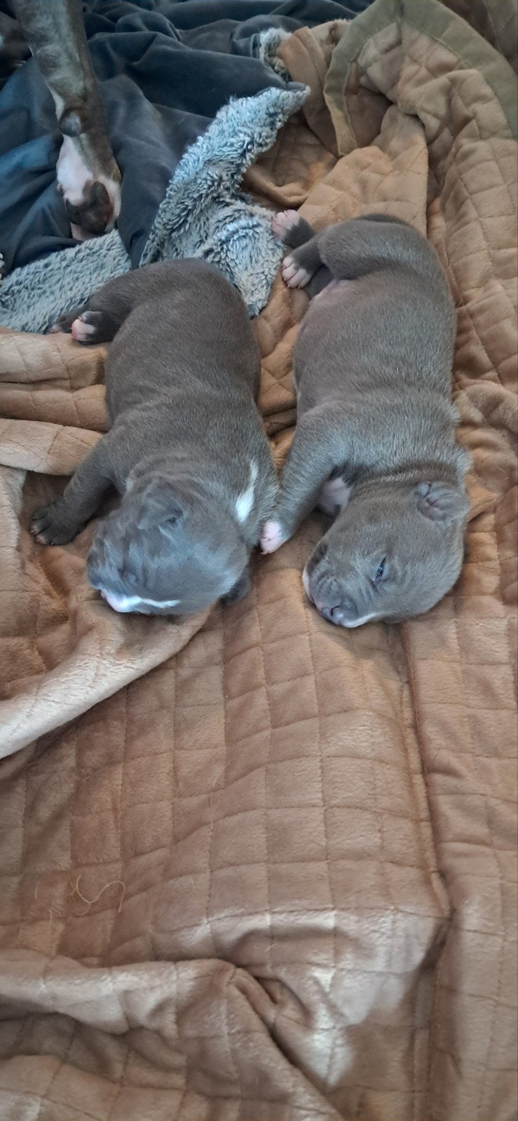 Amstaff Amerikaanse stafford pups. Beide ouders met stamboom, Dieren en Toebehoren, Honden | Jack Russells en Terriërs, Reu, 8 tot 15 weken