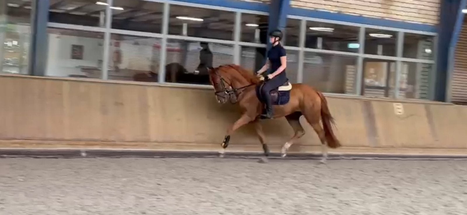 Te koop 3 jarige brave E pony, Ruin, Springpony, 3 tot 6 jaar