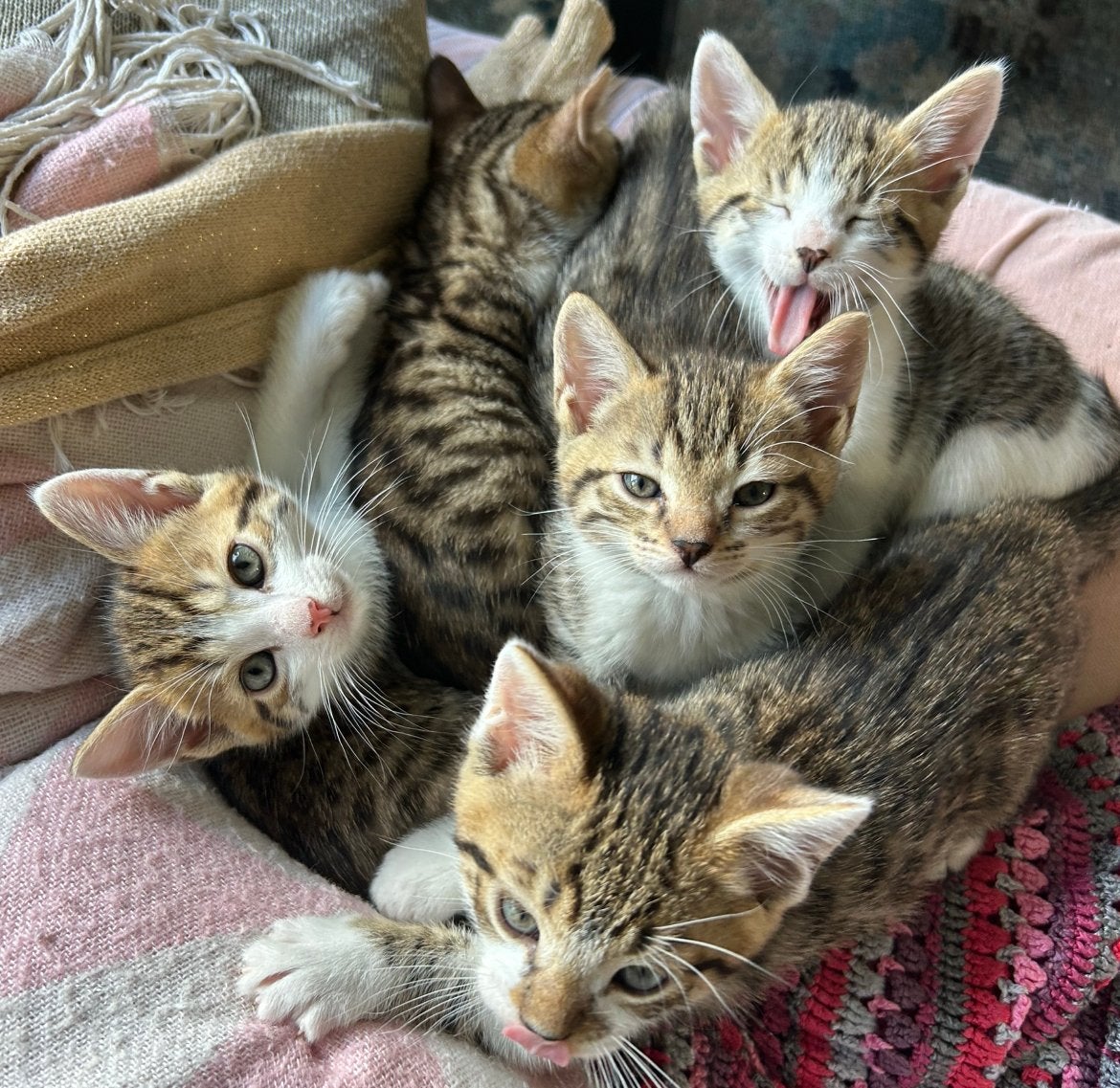 Half Bengaaltjes, Meerdere dieren, Kortharig, 0 tot 2 jaar