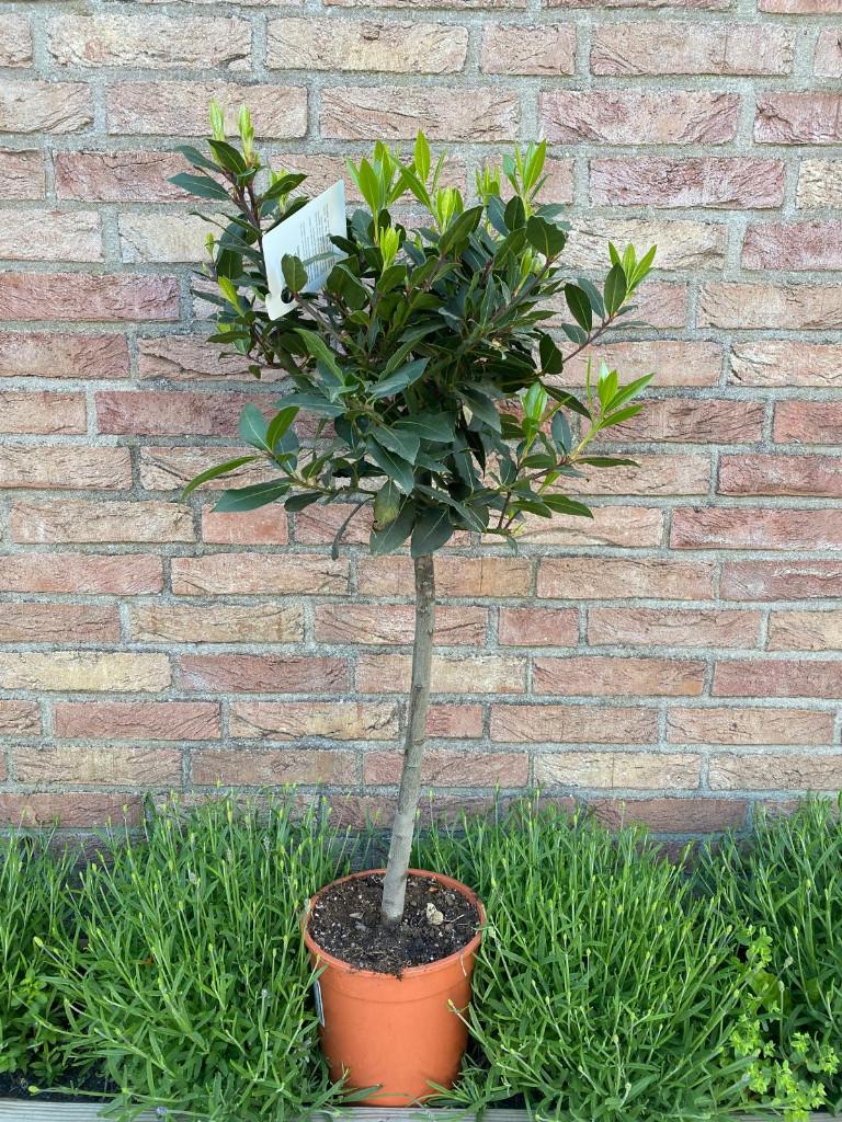 Mooie leuke Laurier op stam laurus nobilis op stam, Minder dan 100 cm, Zomer, Ophalen, Volle zon