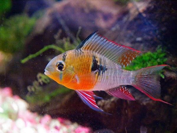 Mikrogeophagus Altispinosus - Boliviaanse Antennebaars, Dieren en Toebehoren, Vissen | Aquariumvissen, Vis, Zoetwatervis